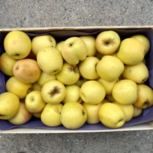 Pomme Golden - Caisse de 10kg
