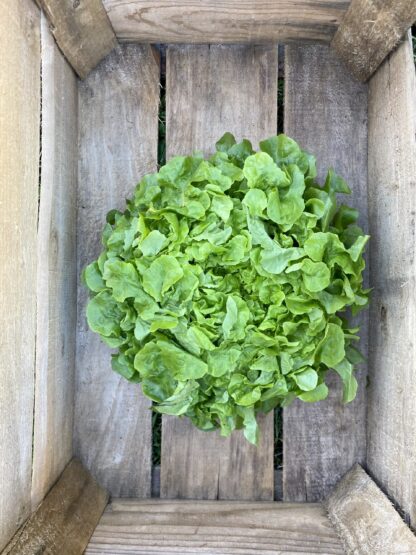 Salade Feuilles de Chêne Blonde