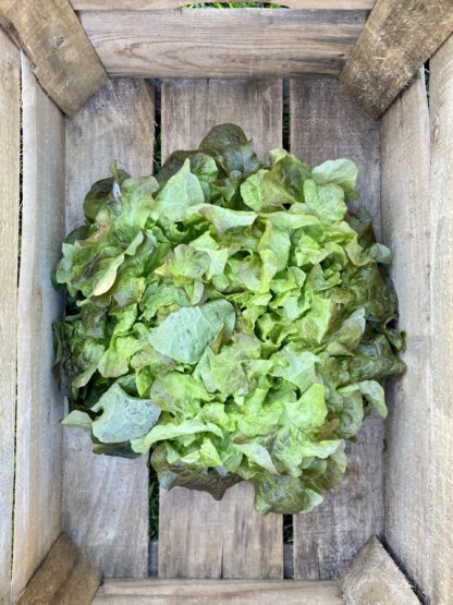 Salade Feuilles de Chêne Rouge