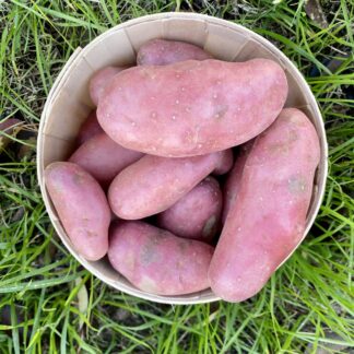 Pomme de Terre - Rosevalt