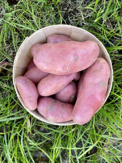 Pomme de Terre - Rosevalt