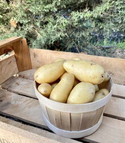 Pomme de Terre - Amandine