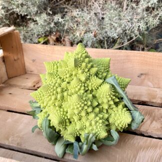 Chou Romanesco