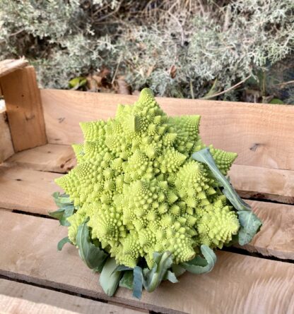 Chou Romanesco