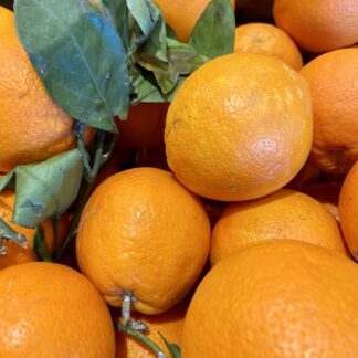 Orange Feuille de Corse