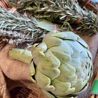 Artichaut Blanc - Calico