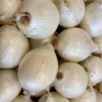 Oignon Blanc