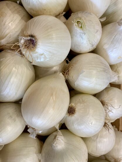 Oignon Blanc