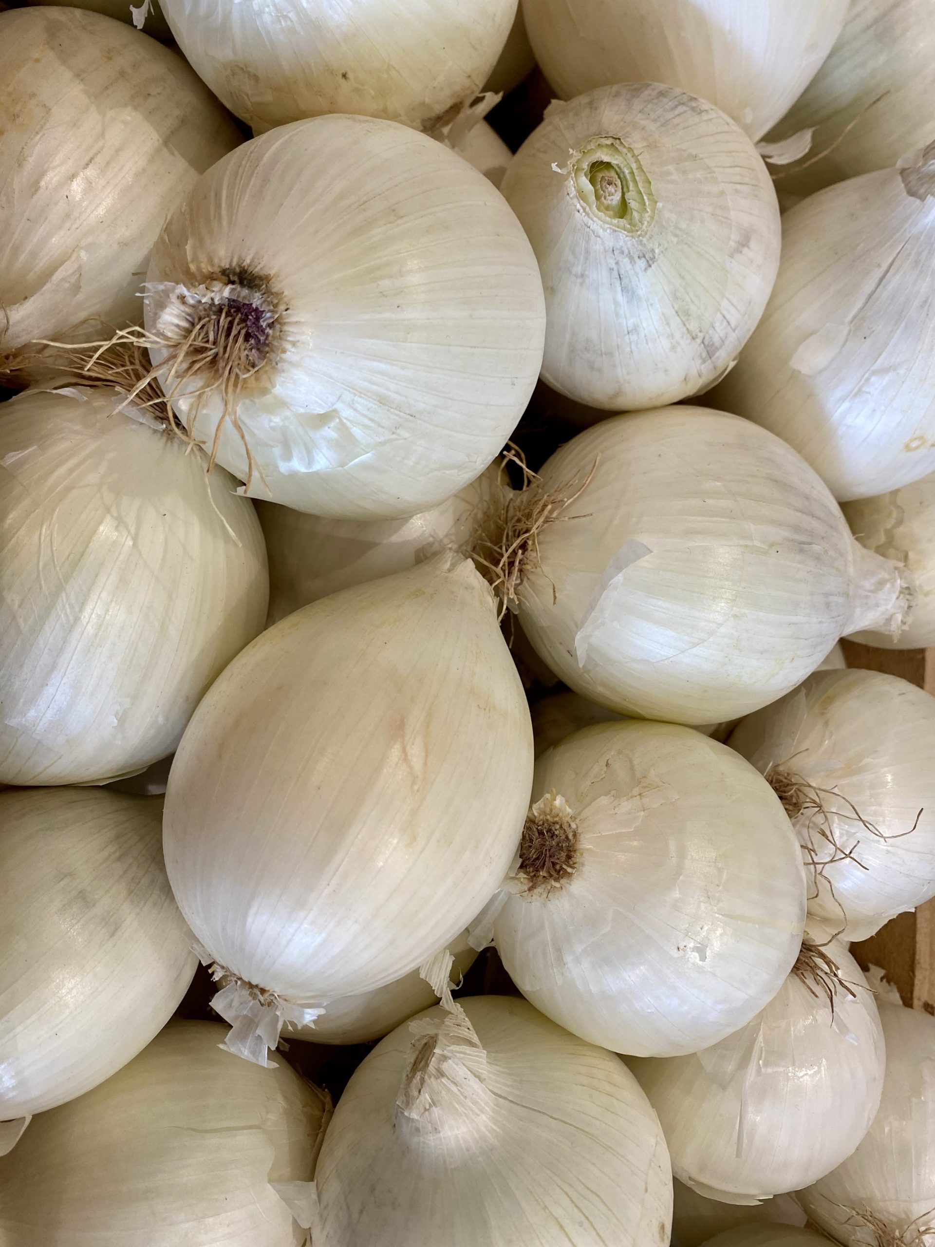 Oignon Blanc