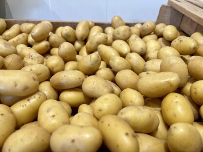 Pomme de Terre - Grenaille