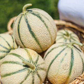 Melon type Charentais