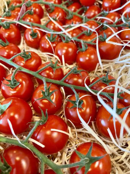 Tomate Cerise Grappe