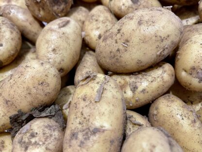 Pomme de Terre "Monalisa"