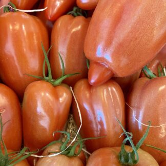 Tomate Cornue des Andes