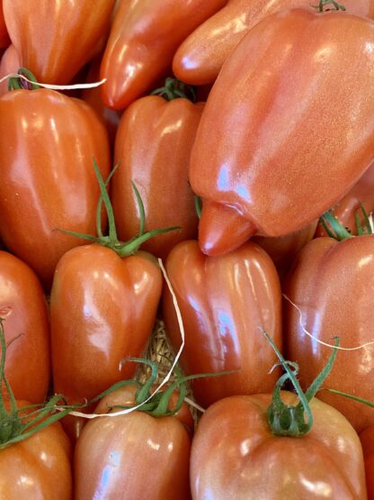 Tomate Cornue des Andes