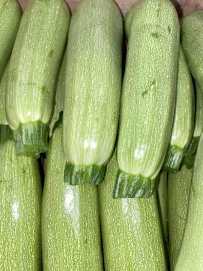 Courgette Blanche