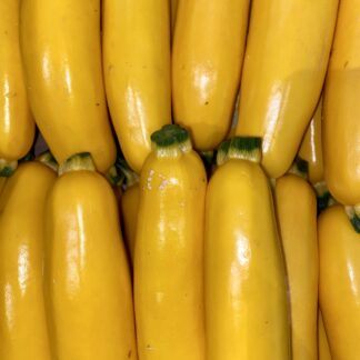 Courgette Jaune