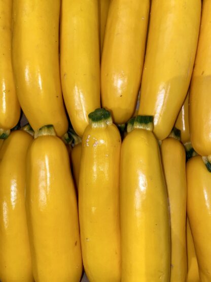 Courgette Jaune