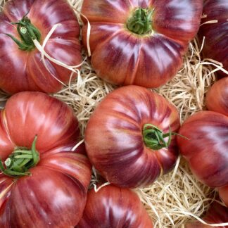 Tomate Mamie Blue
