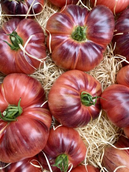 Tomate Mamie Blue