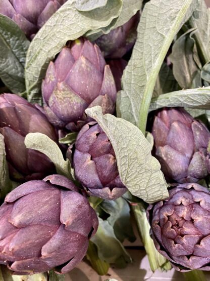 Artichaut Violet en Bouquet