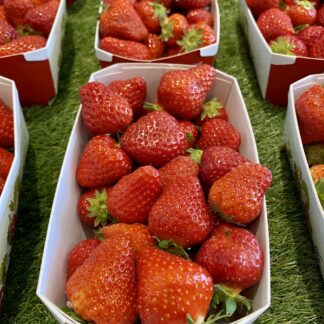 Fraise Cijosé - Barquette de 500g