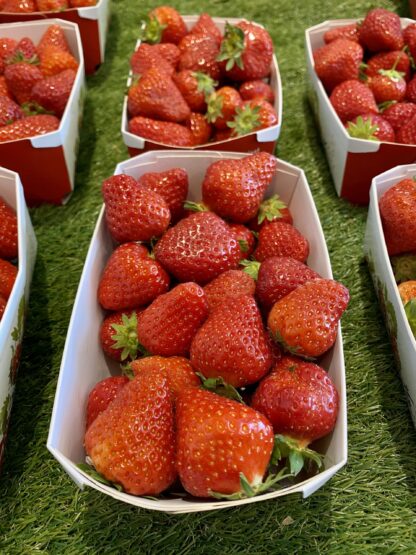 Fraise Cijosé - Barquette de 500g