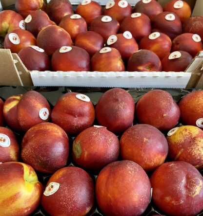 Nectarine Blanche & Jaune