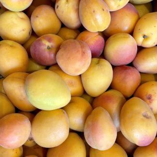 Abricot Confiture