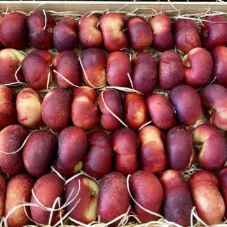 Nectarine Plate