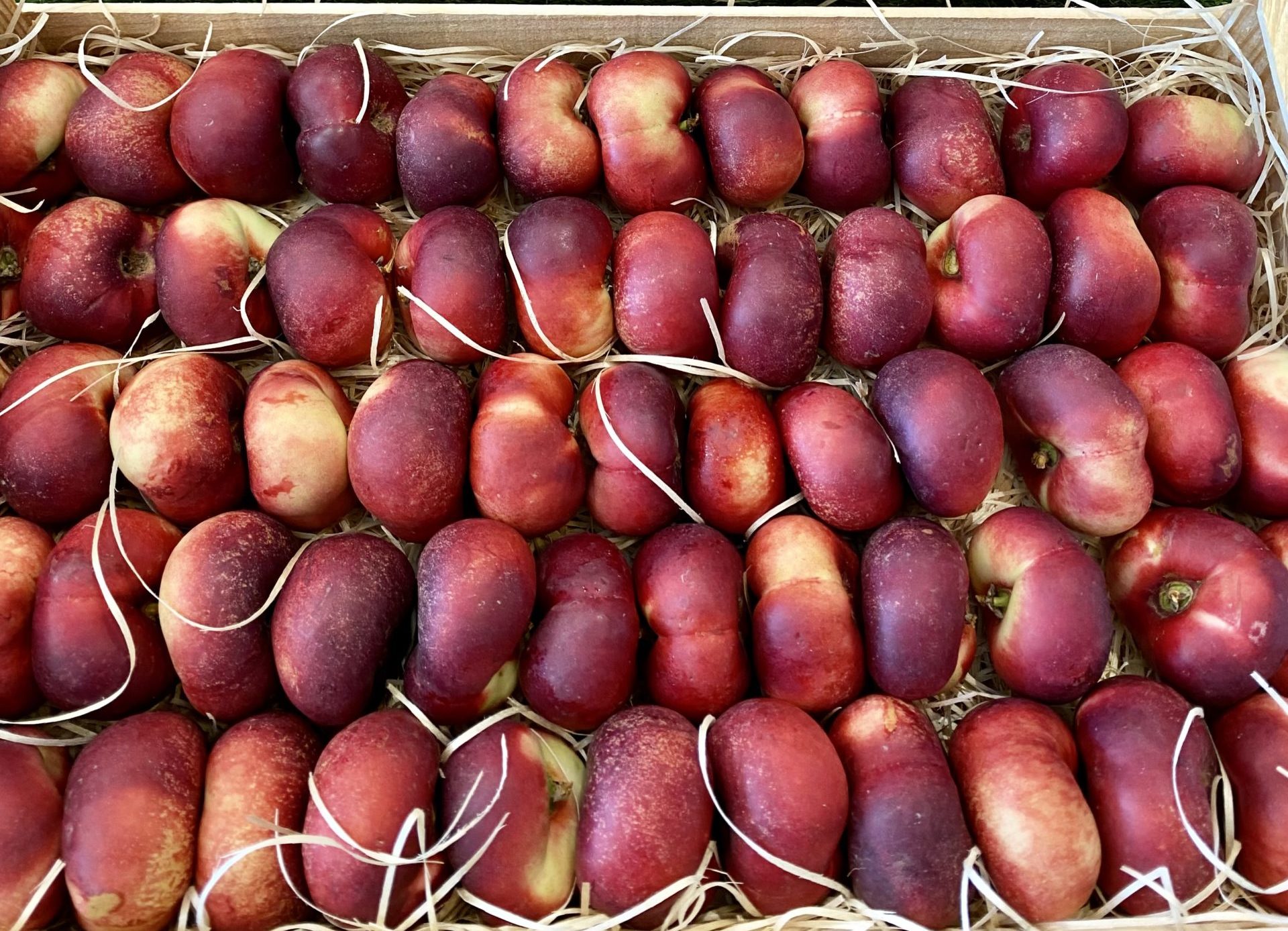 Nectarine Plate