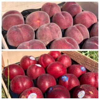 Pêche & Nectarine de Vigne