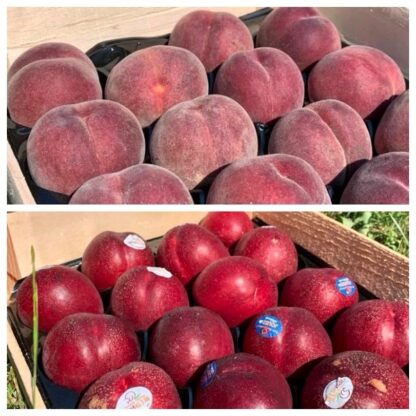 Pêche & Nectarine de Vigne