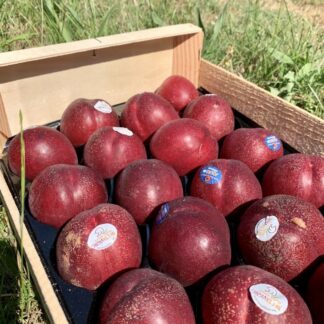 Nectarine de Vigne
