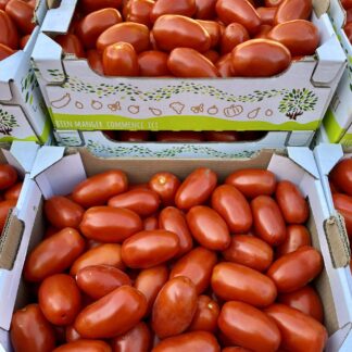 Tomate Roma à Coulis - Colis de 5kg