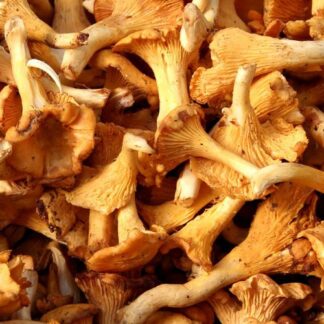 Girolles Fraîches