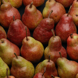 Poire Williams Rouge