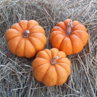 Courge - Jack Be Little