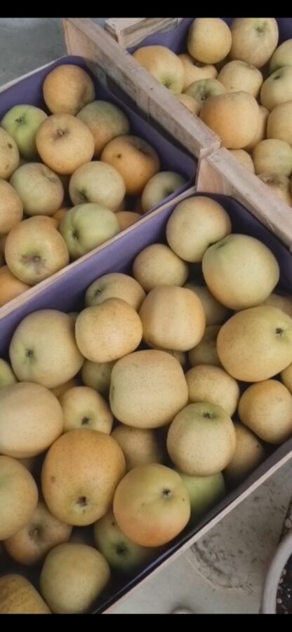 Pomme Chantecler - Colis de 13kg