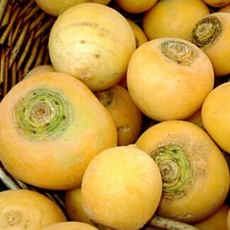 Navet Boule d'Or
