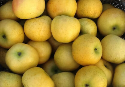 Pomme Chantecler