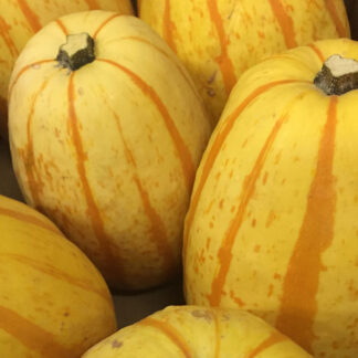 Courge Spaghetti