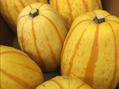 Courge Spaghetti