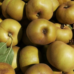 Pomme Reinette Canada Grise