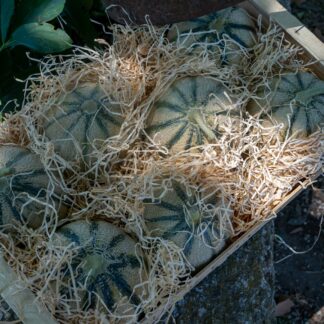 Melon type Charentais - Plateau - PROMO