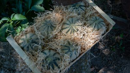 Melon type Charentais - Plateau - PROMO