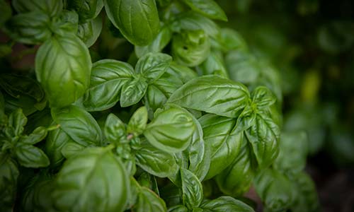 Herbes et Aromates