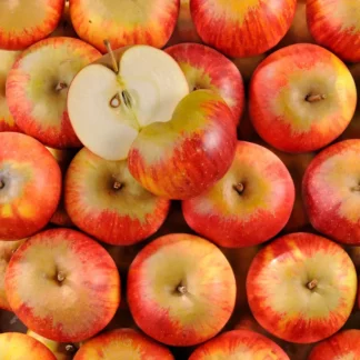 Pomme Reine des Reinettes